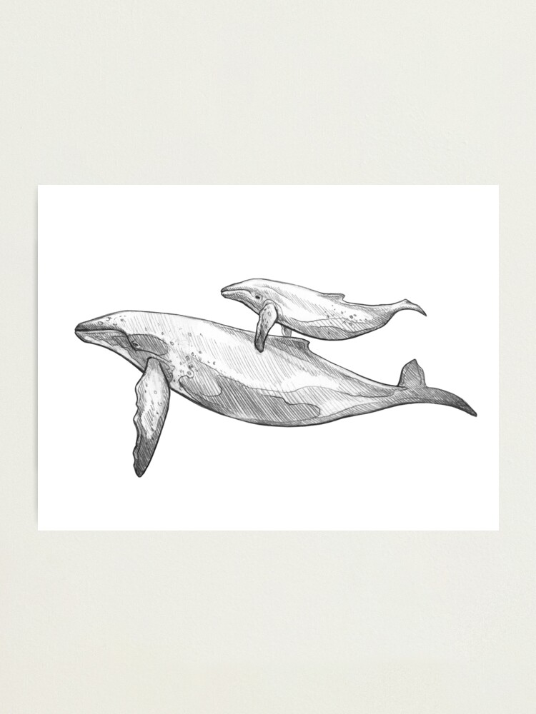 How To Draw A Whale For Kids, Step by Step, Drawing Guide, by Dawn -  DragoArt