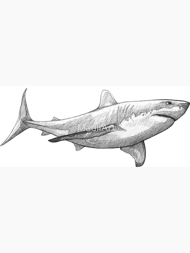 Great White Shark Art Illustration Monochromatic Pencil Line Sketch Drawing By Madliart