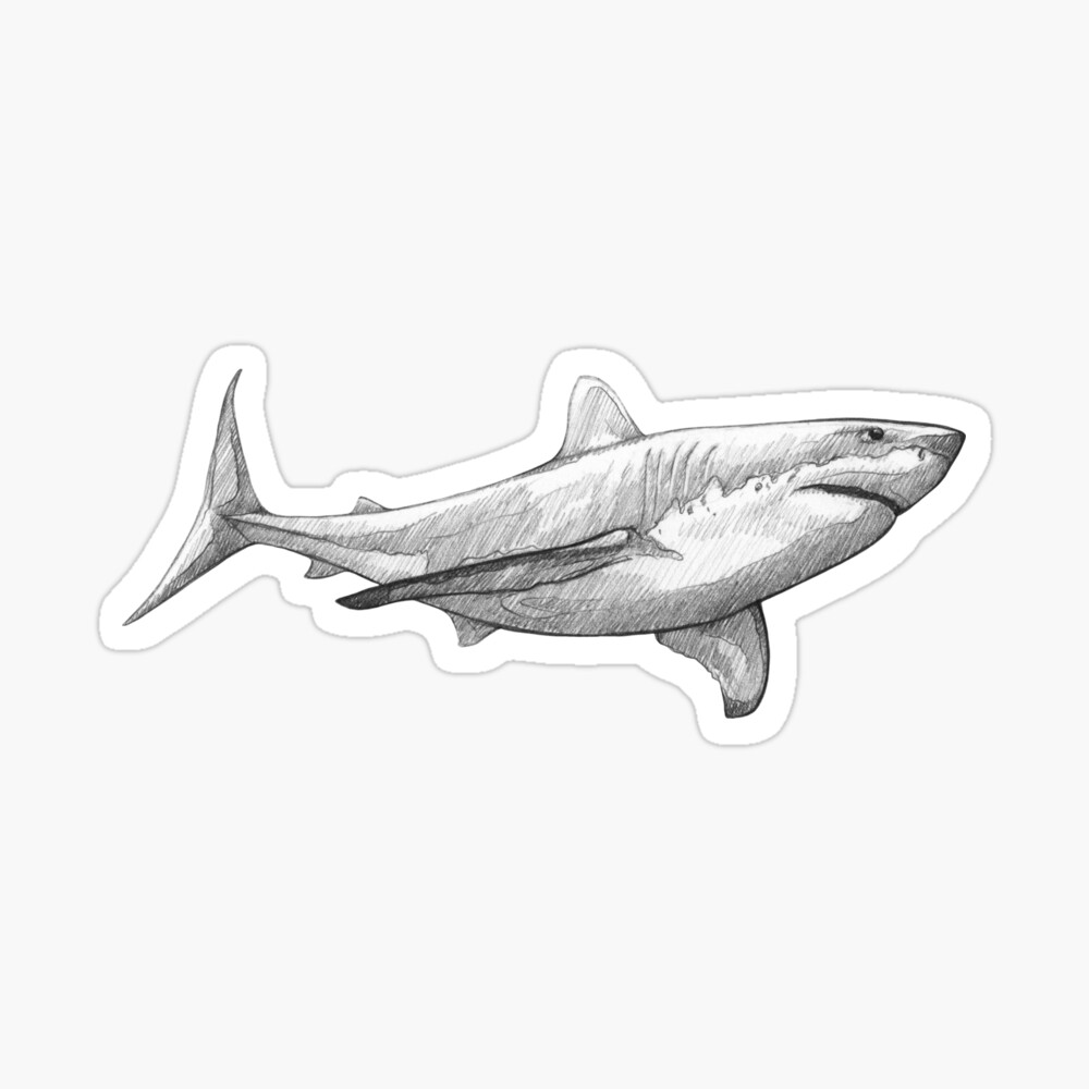 Shark drawing : r/drawing