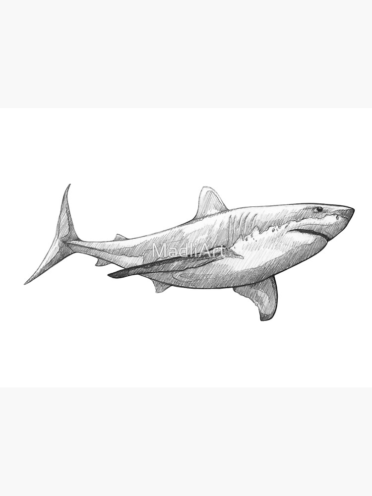 Cartoon aggressive shark outline for coloring Vector Image