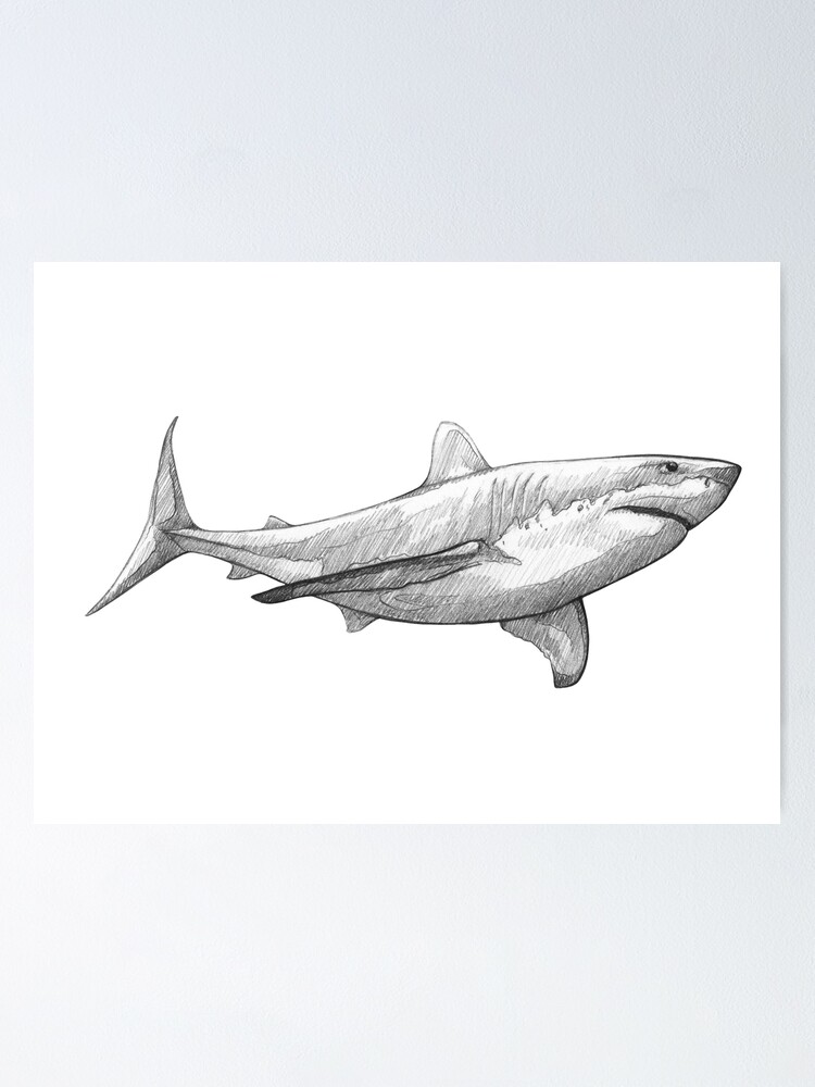 Hand drawn doodle sketch shark Royalty Free Vector Image