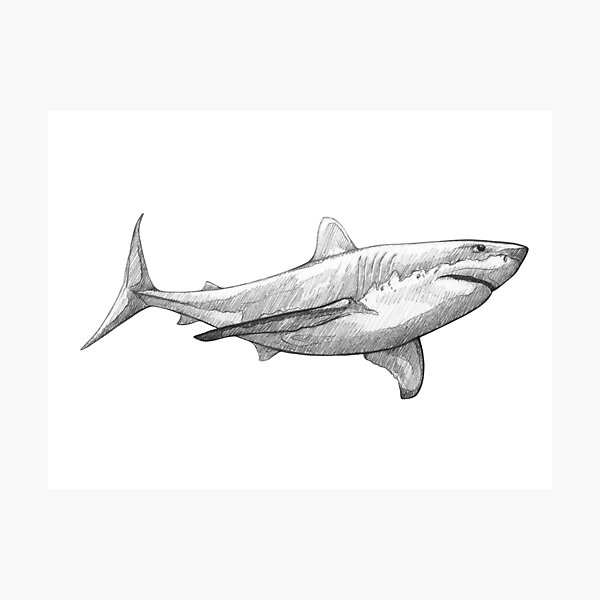 Discover 150+ pencil sketch of shark
