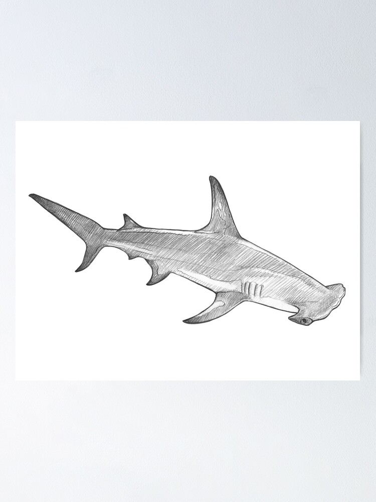 Póster «Tiburón martillo - Ilustración de arte - Bosquejo de línea de lápiz  monocromático - Dibujo de MadliArt» de MadliArt | Redbubble