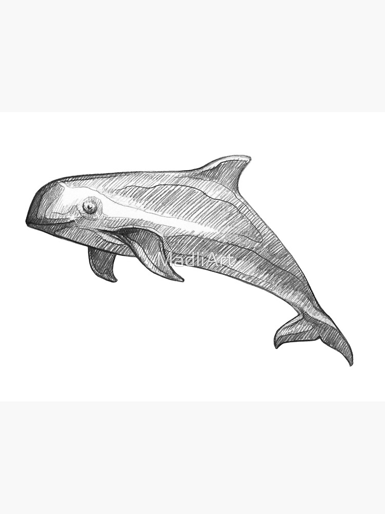 "Vaquita Whale Art Illustration Monochromatic Pencil Line Sketch