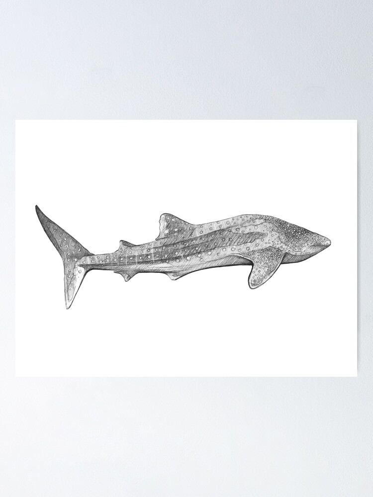 Póster «Tiburón ballena - Ilustración de arte - Bosquejo de línea de lápiz  monocromático - Dibujo de MadliArt» de MadliArt | Redbubble