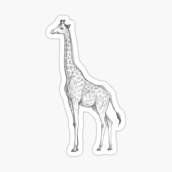 Giraffe - Art Illustration - Monochromatic Pencil Line Sketch - Drawing by MadliArt Sticker