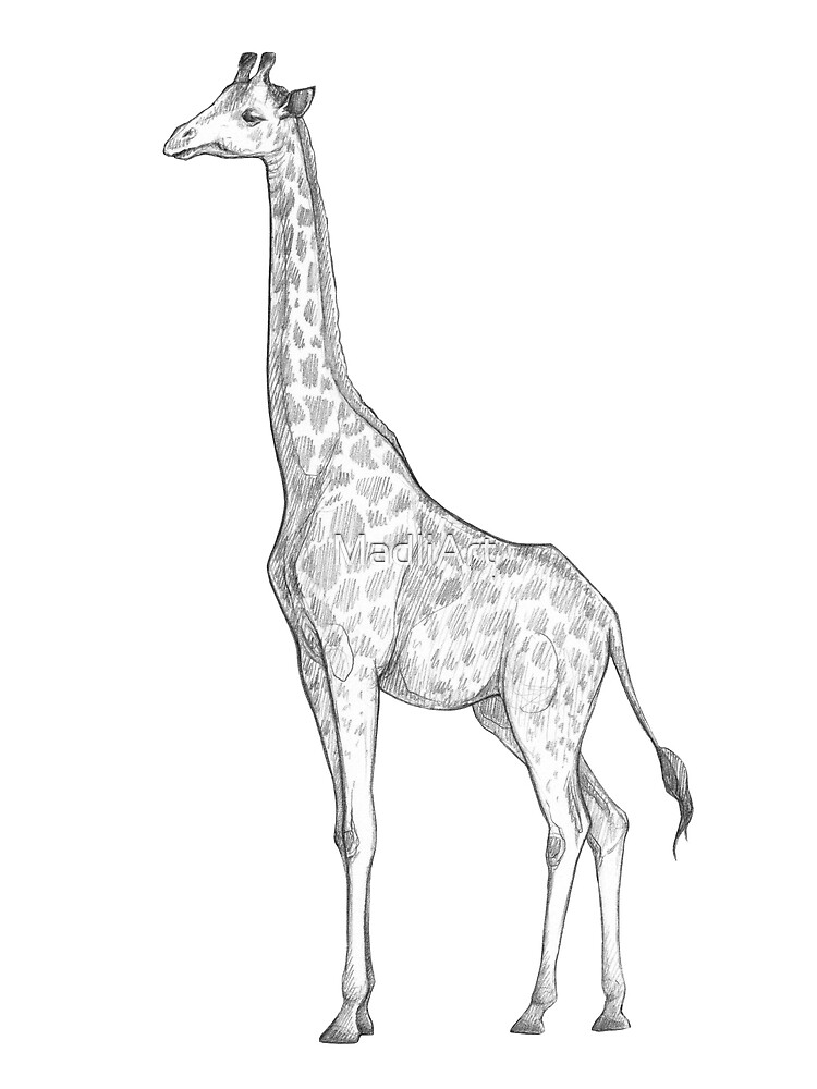African animal giraffe isolated sketch tallest Vector Image-anthinhphatland.vn