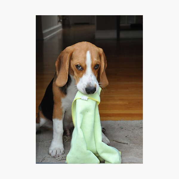 Item preview, a dog and his blanket designed and sold by Michael Bonotto.