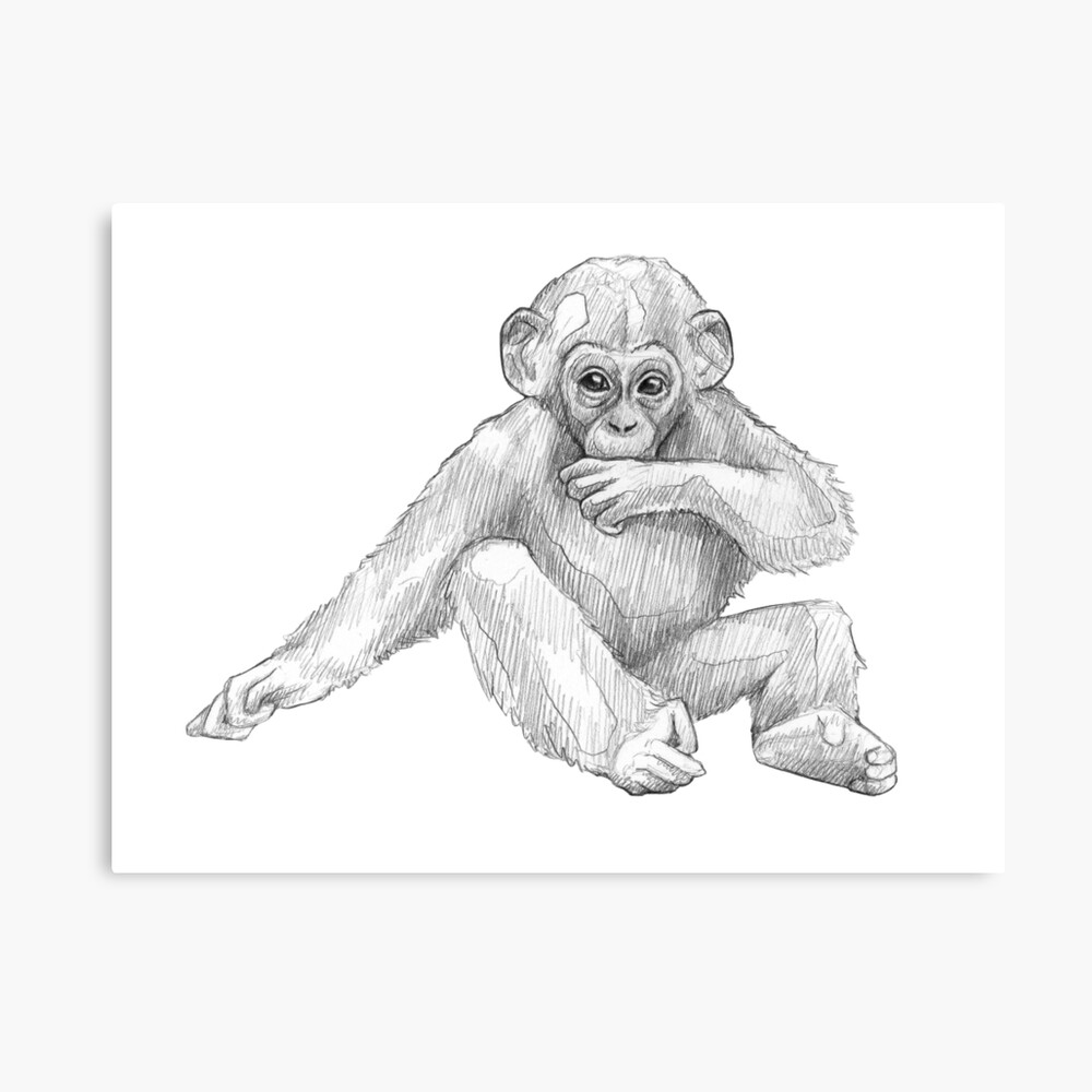 How To Draw Chimpanzee  Sketch Tutorial  YouTube