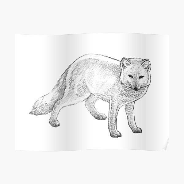 Premium Photo | Pencil sketch cute arctic fox animal drawing ai generated