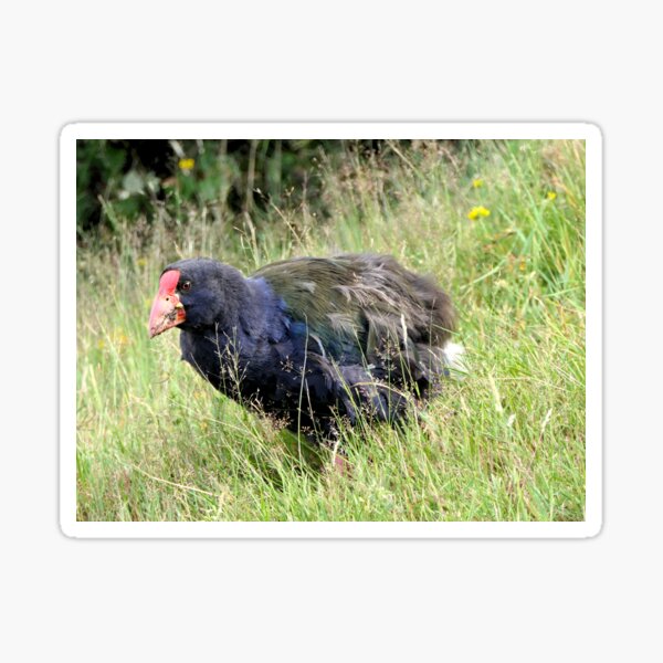 The takahē - NZ Sticker