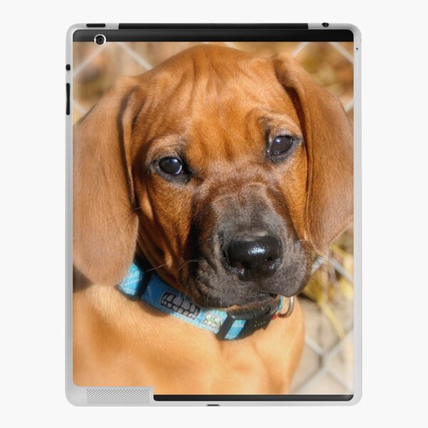 I Have Perfect Teeth! - Calf NZ iPad Case & Skin for Sale by AndreaEL