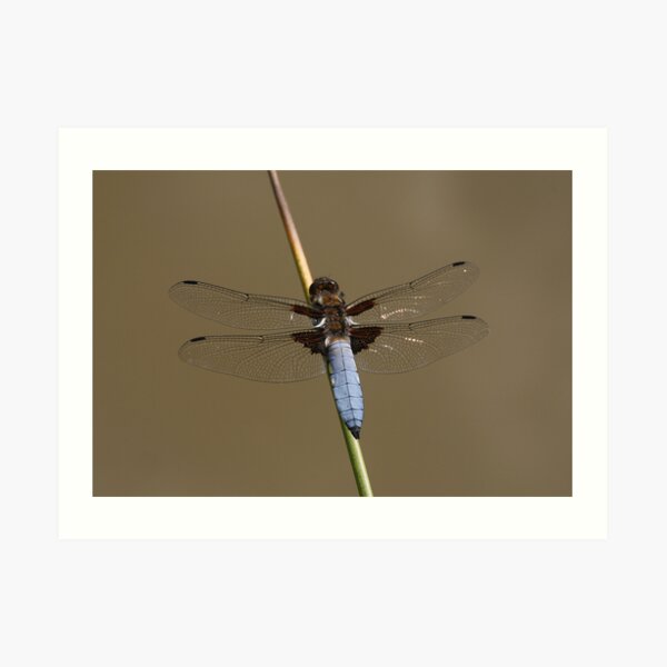 Broad-bodied Chaser Dragonfly Art Print