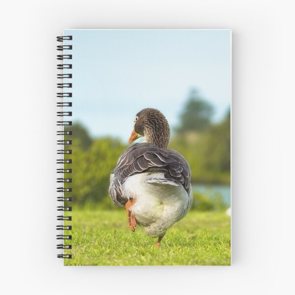 Item preview, Geese walk in the park 01 designed and sold by kevin Chippindall.