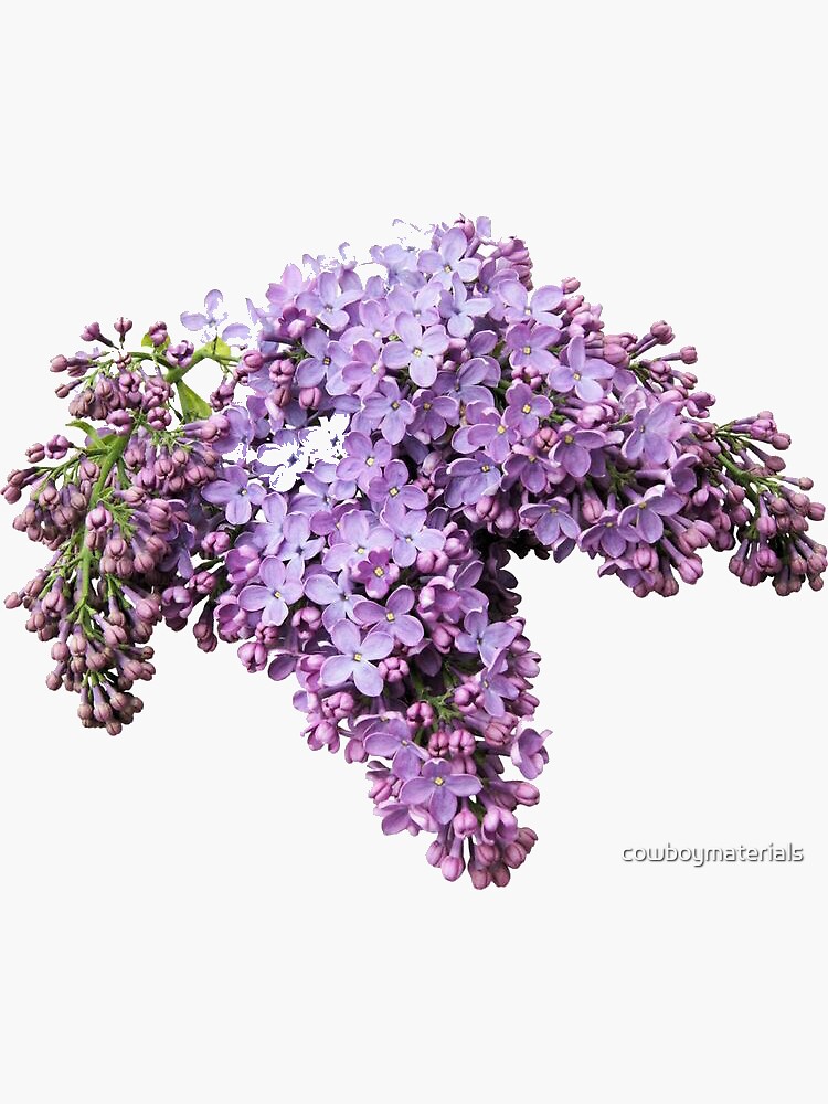flowers 2 by cowboymaterials