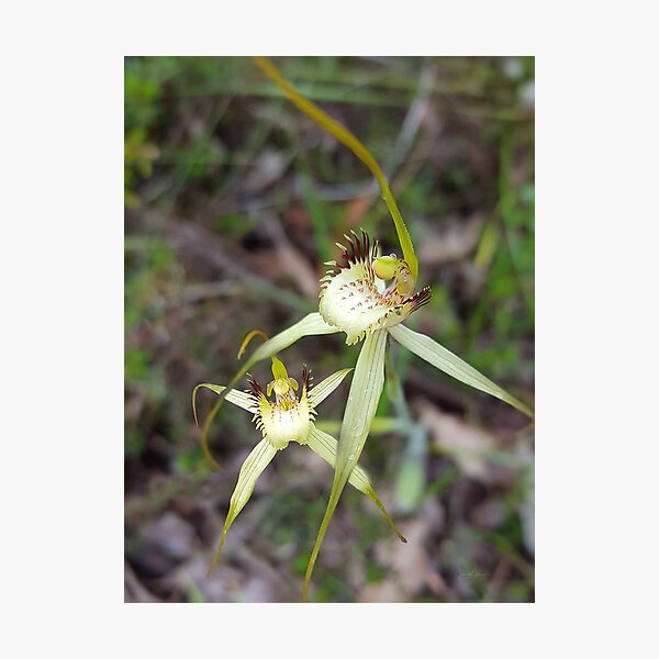 Bussell's Spider Orchid Photographic Print