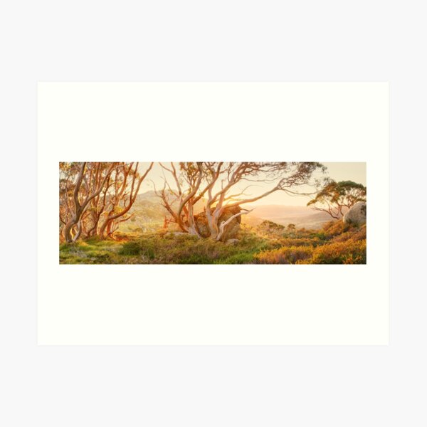 Charlotte Pass Trees, Kosciuszko, New South Wales, Australia Art Print