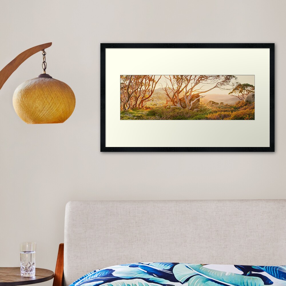 Charlotte Pass Trees, Kosciuszko, New South Wales, Australia Framed Art Print