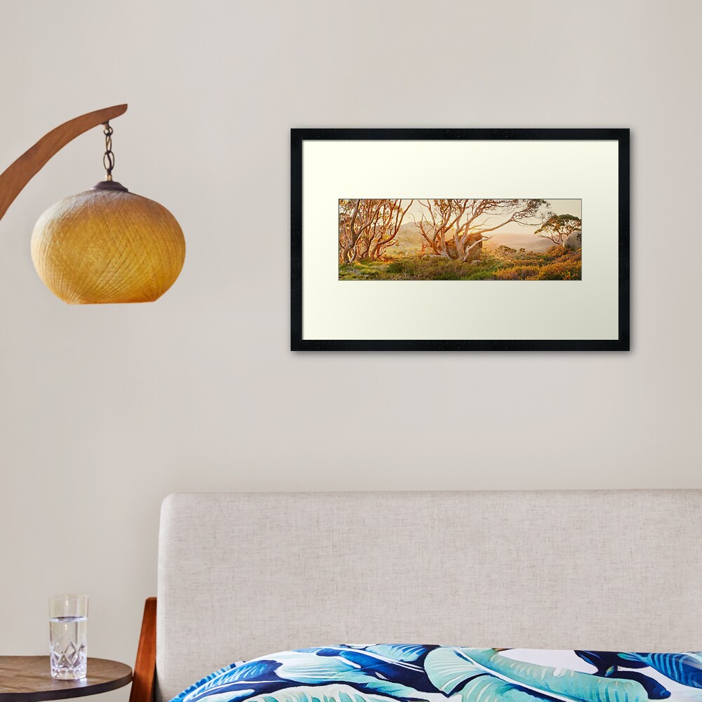 Charlotte Pass Trees, Kosciuszko, New South Wales, Australia Framed Art Print
