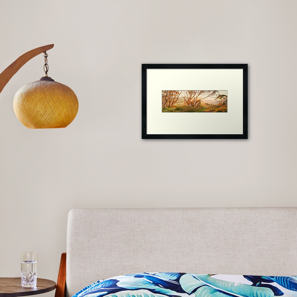Charlotte Pass Trees, Kosciuszko, New South Wales, Australia Framed Art Print