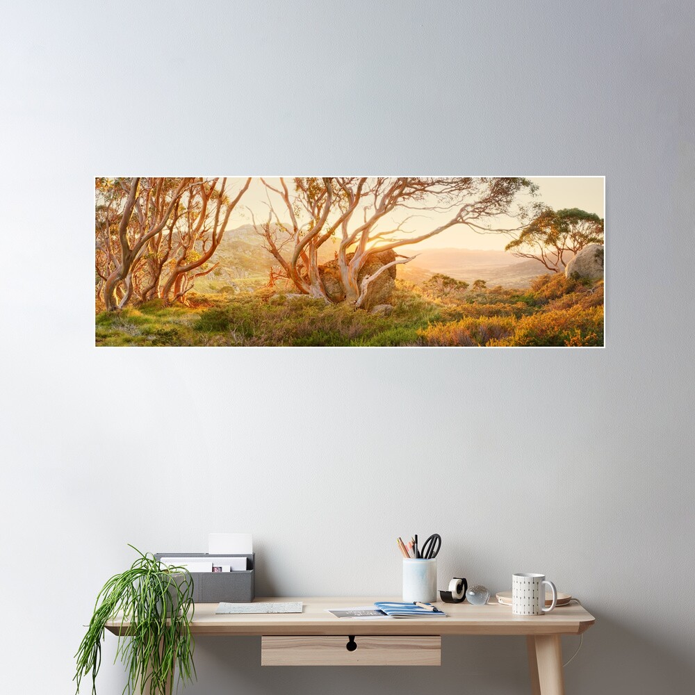 Charlotte Pass Trees, Kosciuszko, New South Wales, Australia Poster