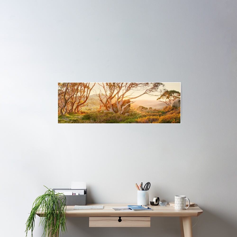 Charlotte Pass Trees, Kosciuszko, New South Wales, Australia Poster
