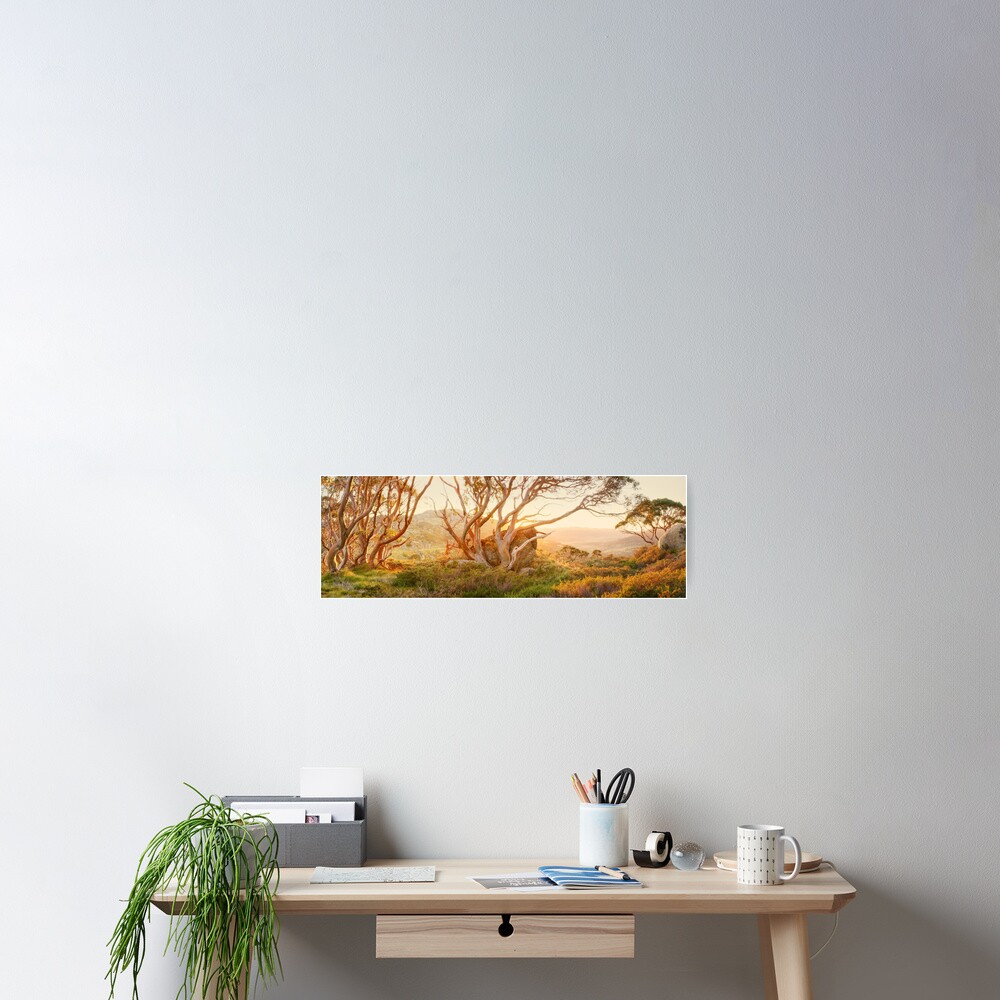 Charlotte Pass Trees, Kosciuszko, New South Wales, Australia Poster