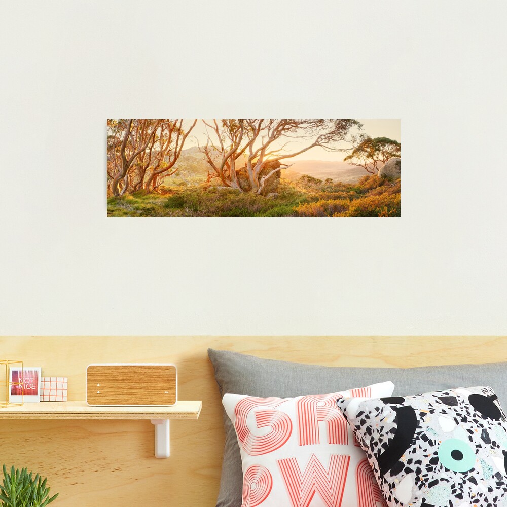 Charlotte Pass Trees, Kosciuszko, New South Wales, Australia Photographic Print