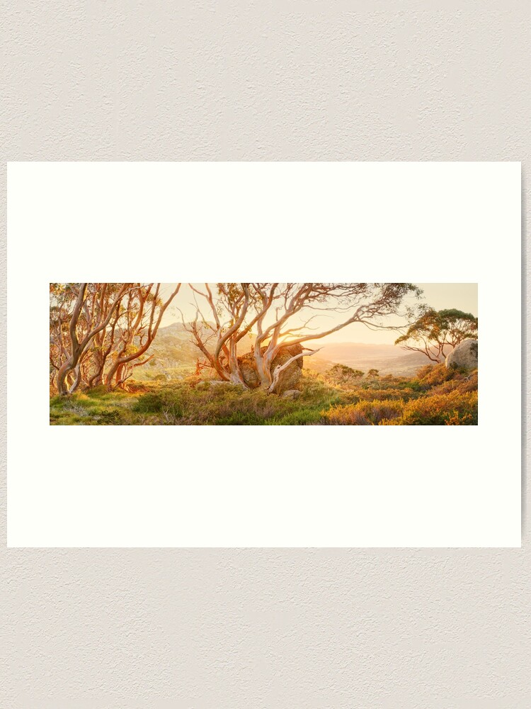 Alternate view of Charlotte Pass Trees, Kosciuszko, New South Wales, Australia Art Print