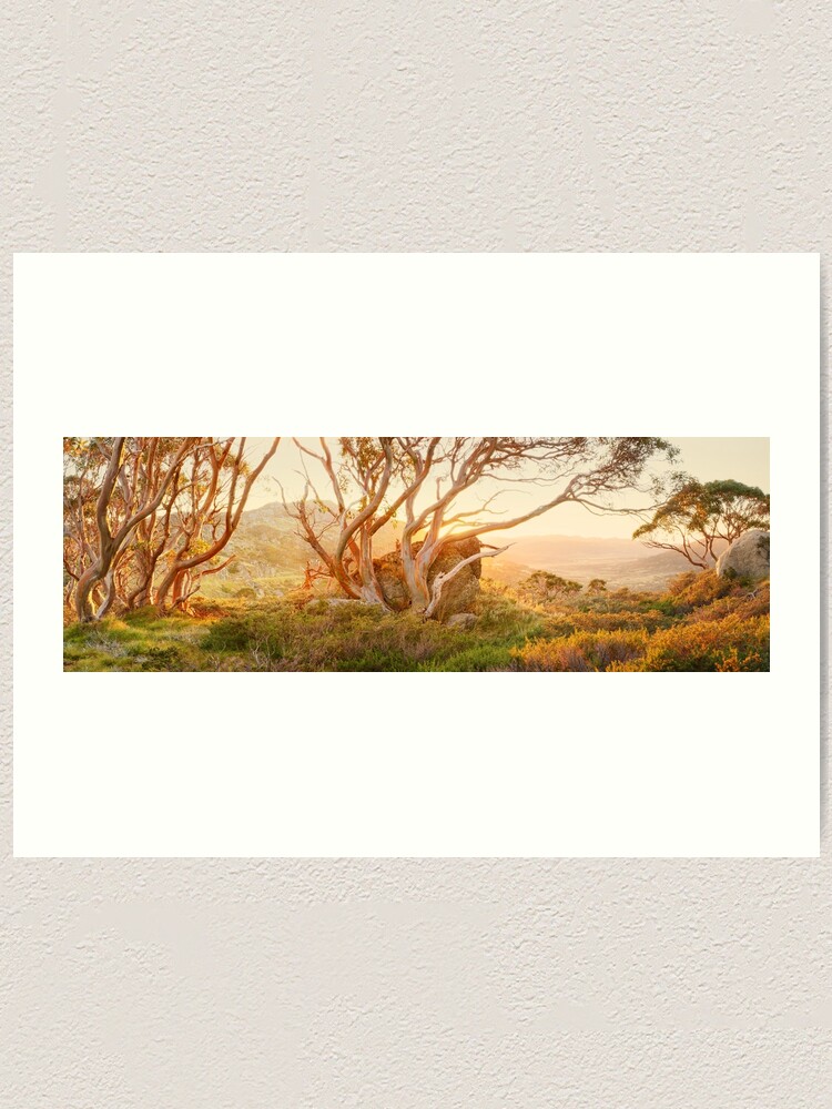 Alternate view of Charlotte Pass Trees, Kosciuszko, New South Wales, Australia Art Print