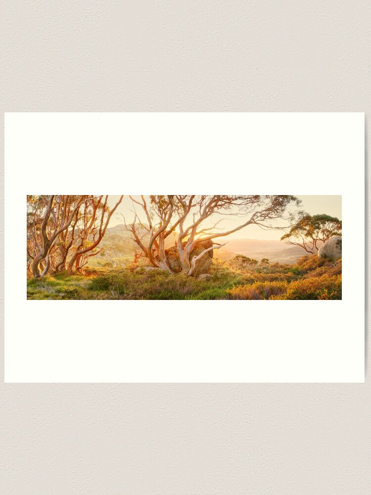 Alternate view of Charlotte Pass Trees, Kosciuszko, New South Wales, Australia Art Print
