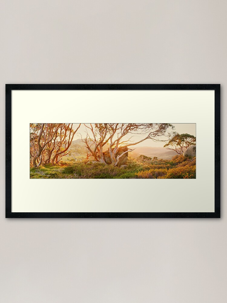 Alternate view of Charlotte Pass Trees, Kosciuszko, New South Wales, Australia Framed Art Print