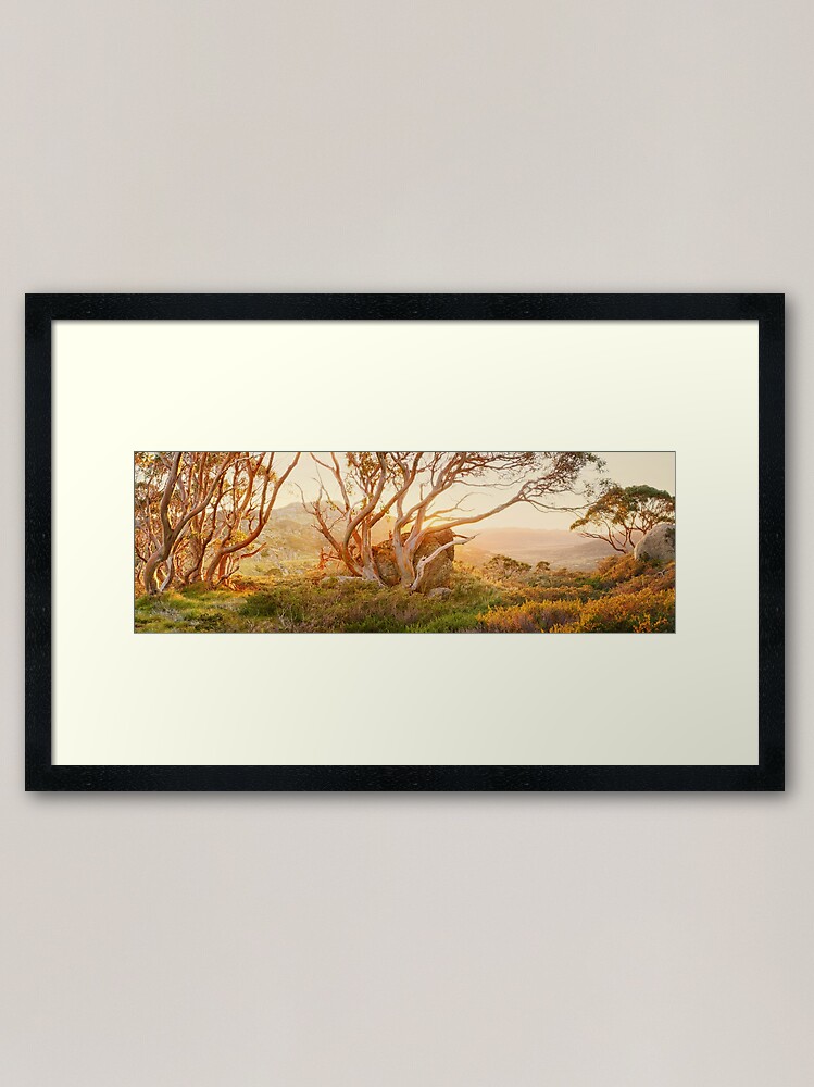 Alternate view of Charlotte Pass Trees, Kosciuszko, New South Wales, Australia Framed Art Print