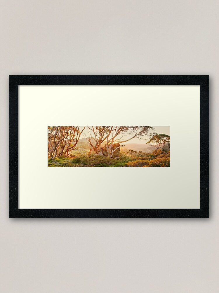 Alternate view of Charlotte Pass Trees, Kosciuszko, New South Wales, Australia Framed Art Print