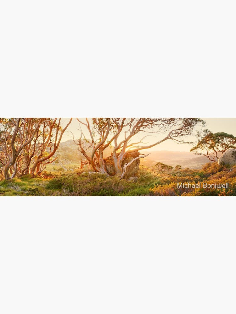 Charlotte Pass Trees, Kosciuszko, New South Wales, Australia by Chockstone