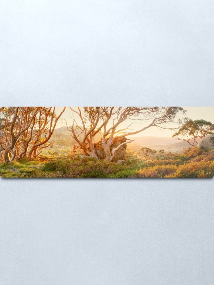 Alternate view of Charlotte Pass Trees, Kosciuszko, New South Wales, Australia Metal Print
