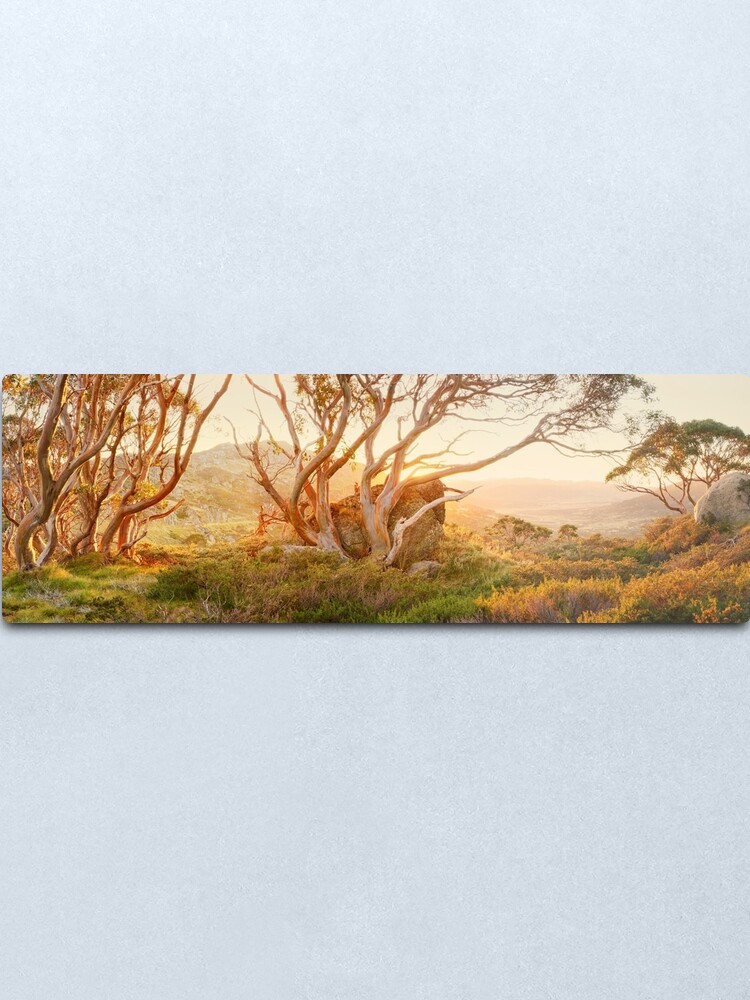 Alternate view of Charlotte Pass Trees, Kosciuszko, New South Wales, Australia Metal Print