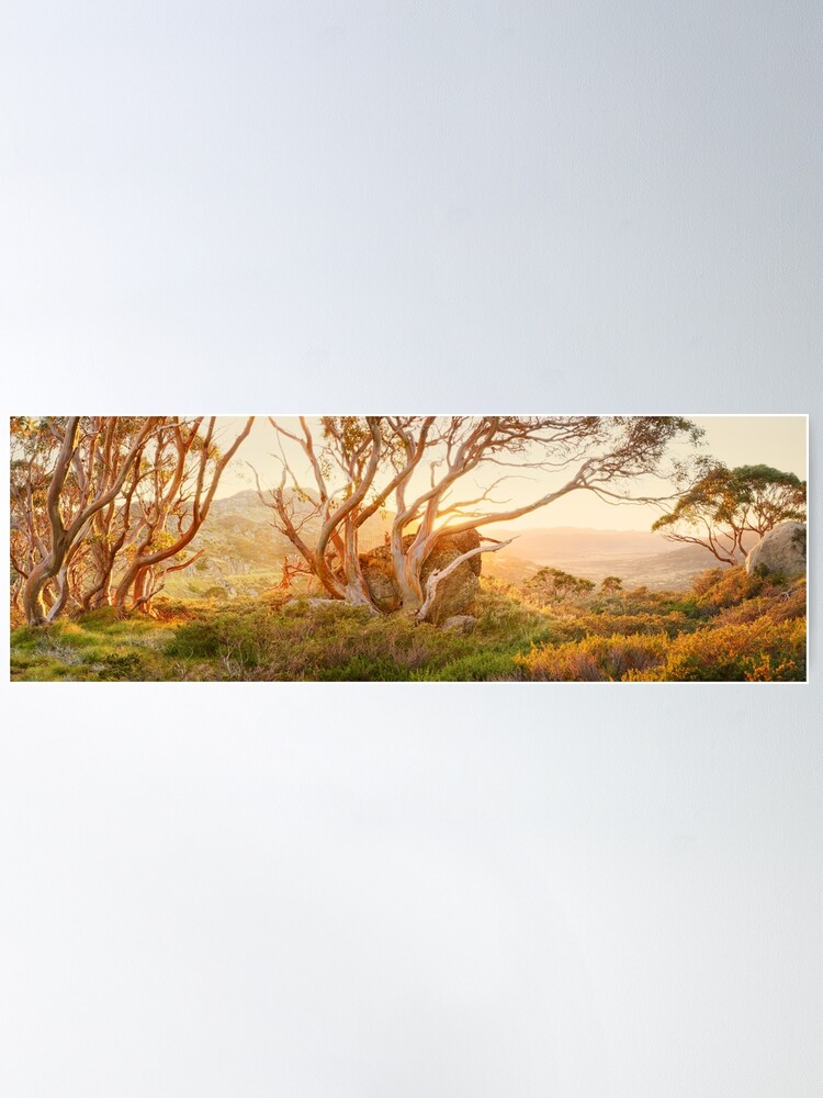 Alternate view of Charlotte Pass Trees, Kosciuszko, New South Wales, Australia Poster