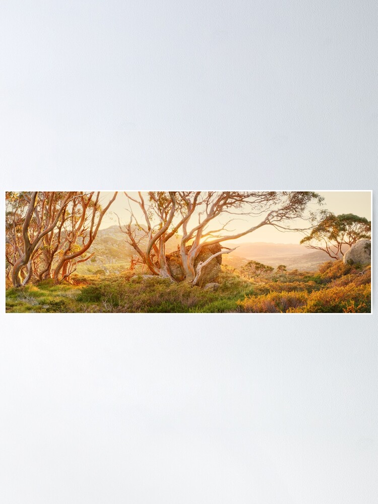 Alternate view of Charlotte Pass Trees, Kosciuszko, New South Wales, Australia Poster