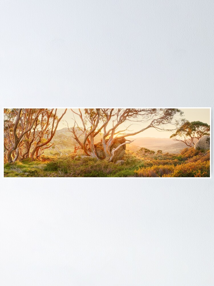 Alternate view of Charlotte Pass Trees, Kosciuszko, New South Wales, Australia Poster