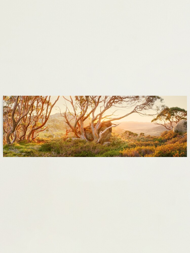 Alternate view of Charlotte Pass Trees, Kosciuszko, New South Wales, Australia Photographic Print