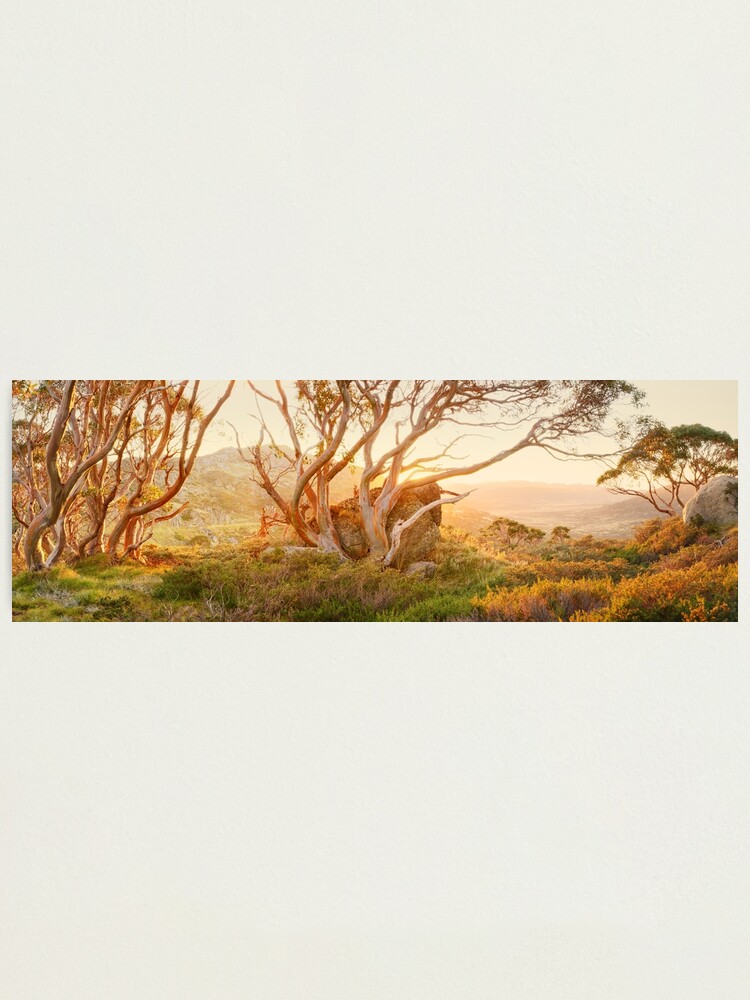 Alternate view of Charlotte Pass Trees, Kosciuszko, New South Wales, Australia Photographic Print
