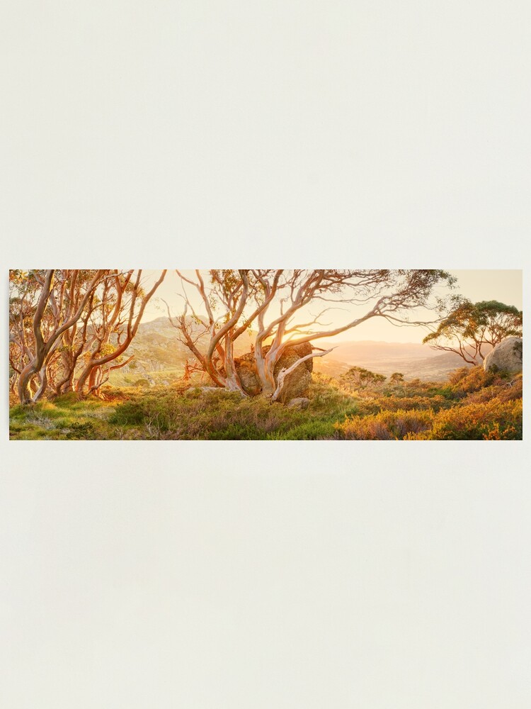 Alternate view of Charlotte Pass Trees, Kosciuszko, New South Wales, Australia Photographic Print