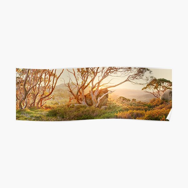 Charlotte Pass Trees, Kosciuszko, New South Wales, Australia Poster