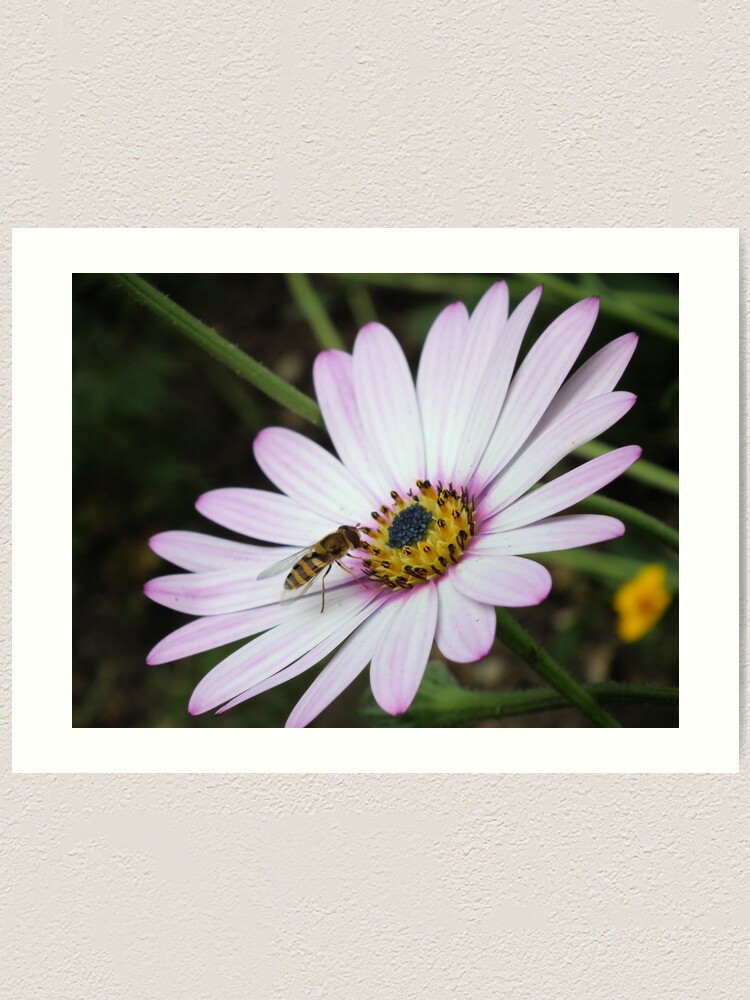 Alternate view of Bee collecting pollen from flower 2 Art Print