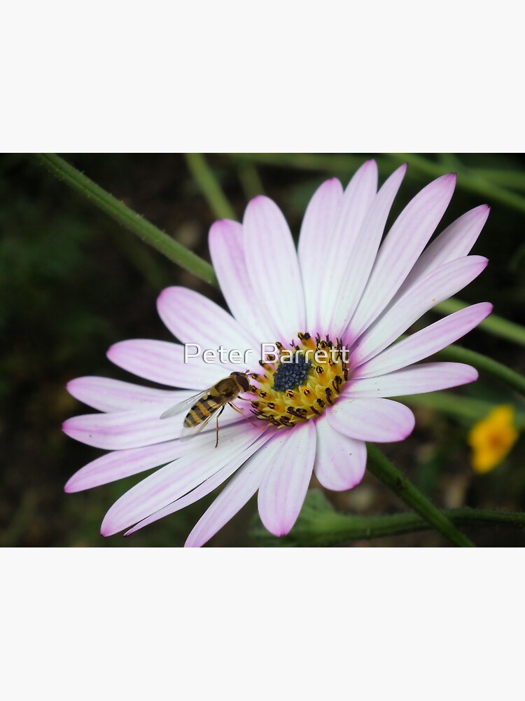 Bee collecting pollen from flower 2 by hartrockets