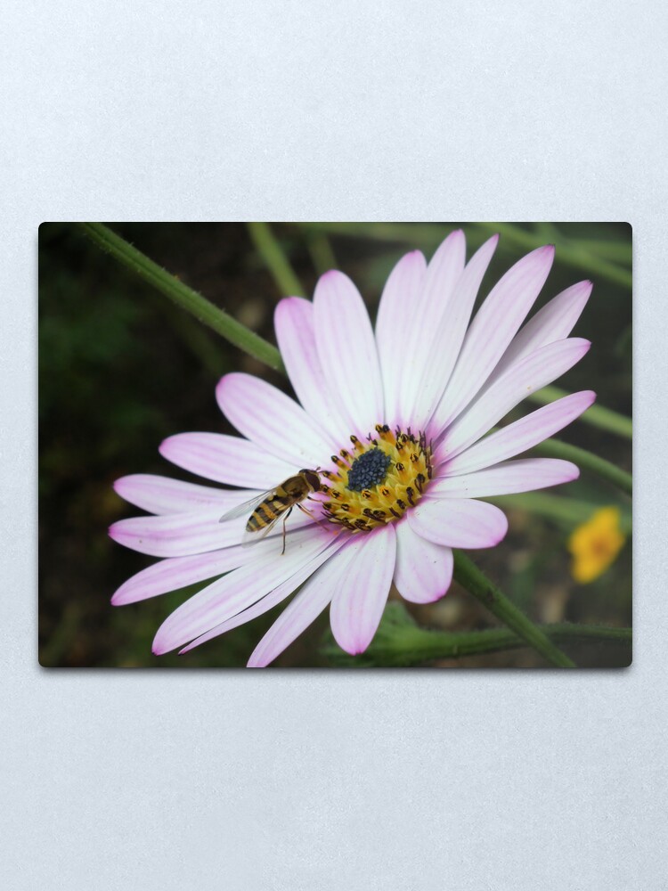 Alternate view of Bee collecting pollen from flower 2 Metal Print