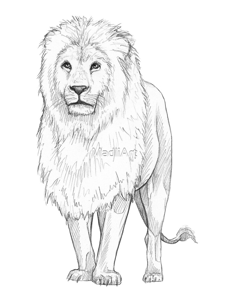 Lion sketch Drawing by Anirudh Maheshwari - Fine Art America-gemektower.com.vn