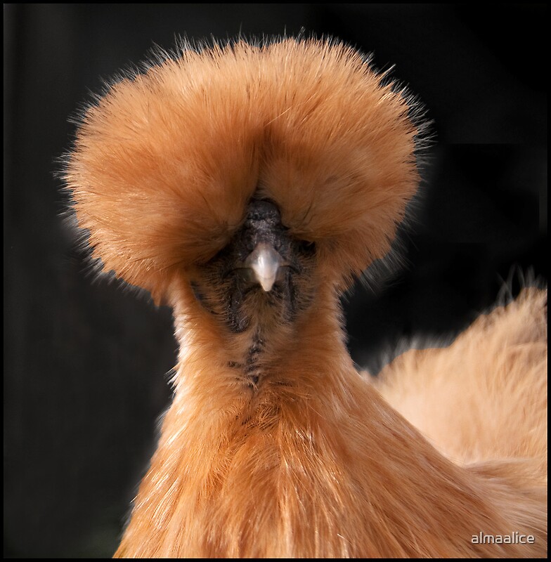 "Fine feathers make fine birds" by almaalice Redbubble