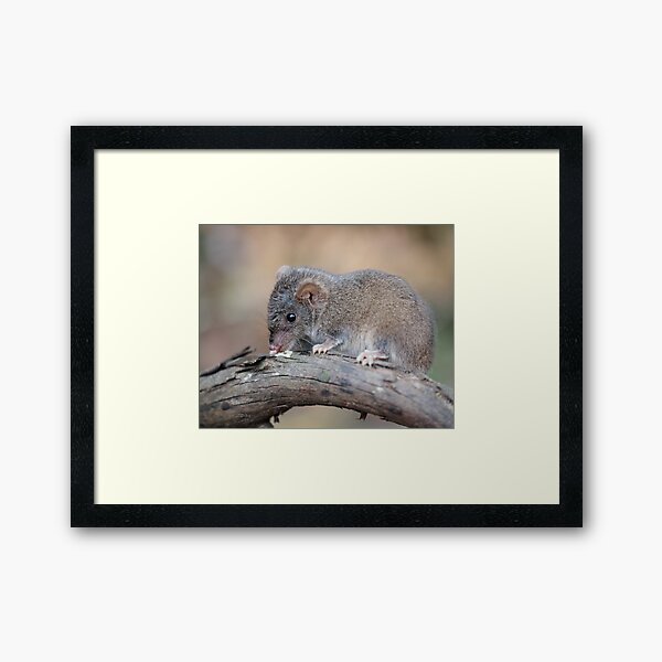 Vista previa del artículo con la obra «Agile Antechinus - ratón marsupial australiano», diseñado y vendido por Kim Wormald  ~  lirralirra.